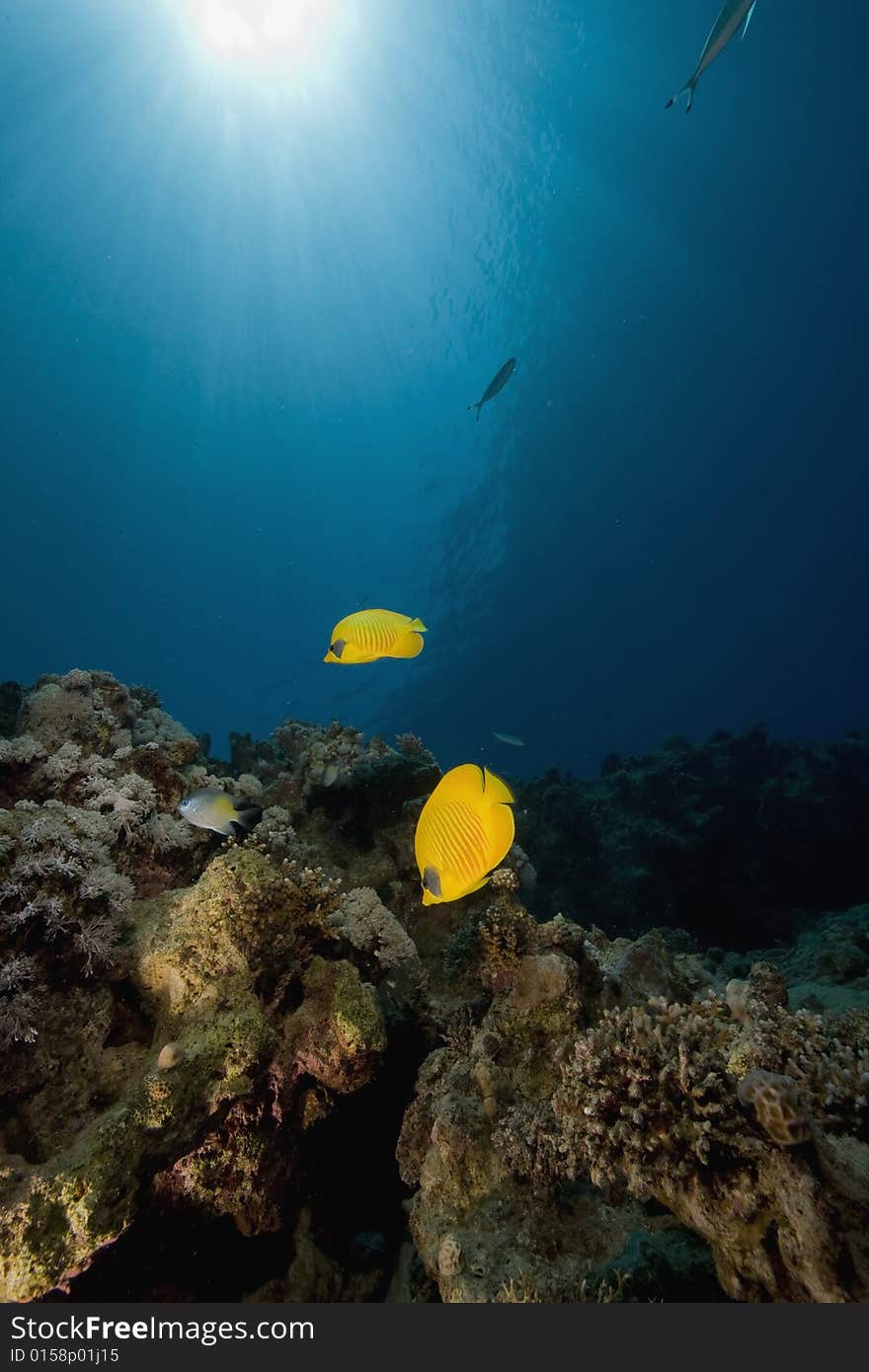 Masked butterflyfish (chaetodon larvatus) taken in the Red Sea.