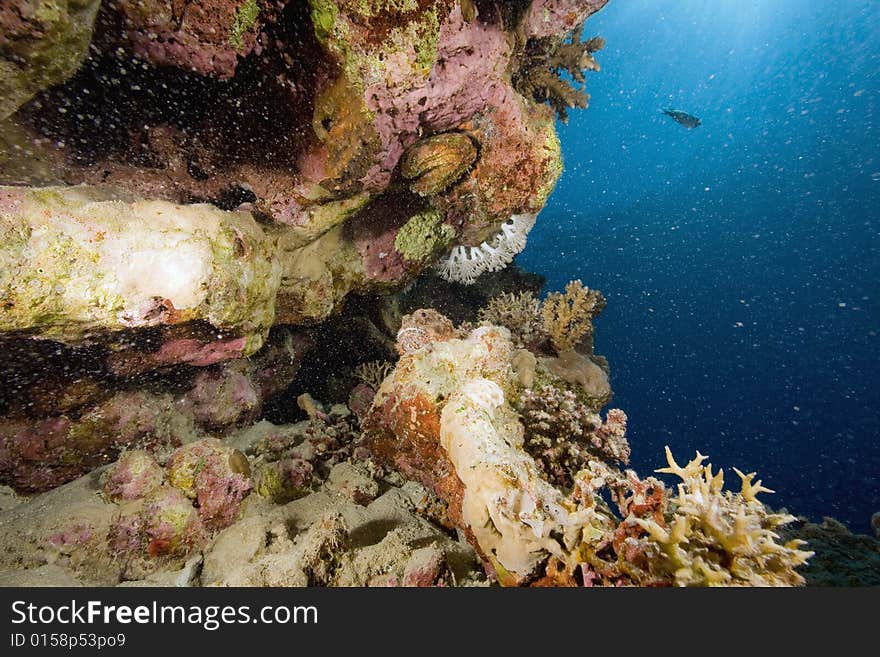 Coral and fish taken in the Red Sea.