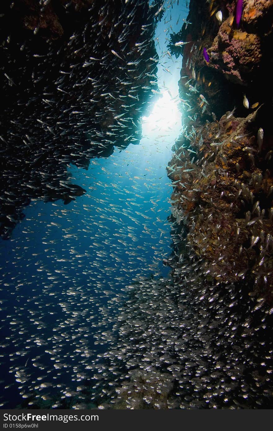 Coral and fish taken in the Red Sea.