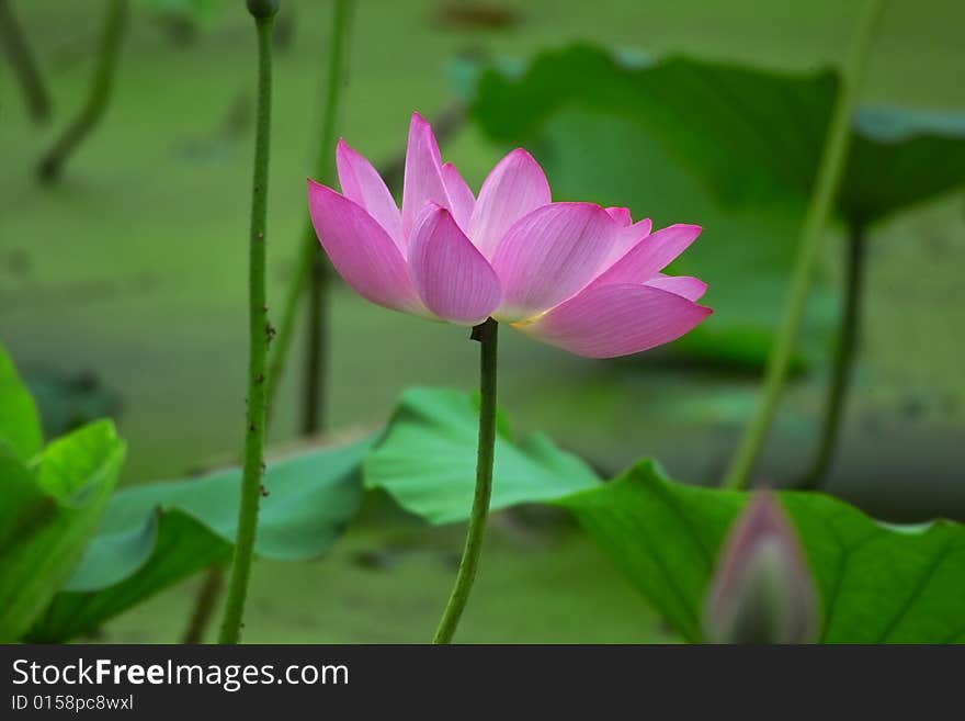 Pink lotus with green leaves in pond