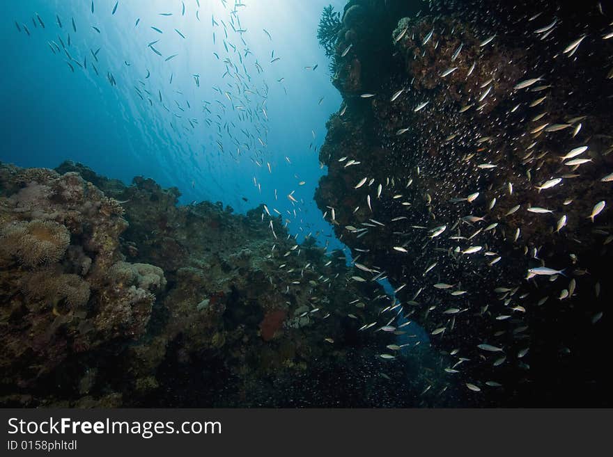 Coral and fish taken in the Red Sea.