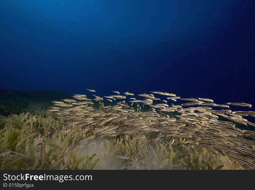 Striped eel catfish (plotosus lineatus)