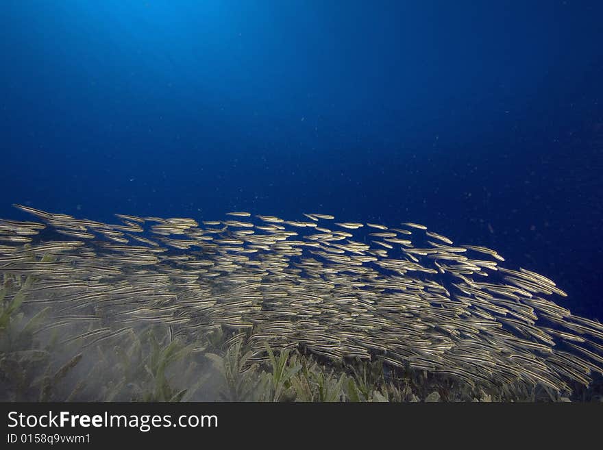 Striped eel catfish (plotosus lineatus) taken in the Red Sea.