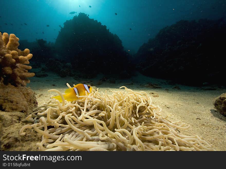 Haddon s anemone (stichodactyla haddoni)