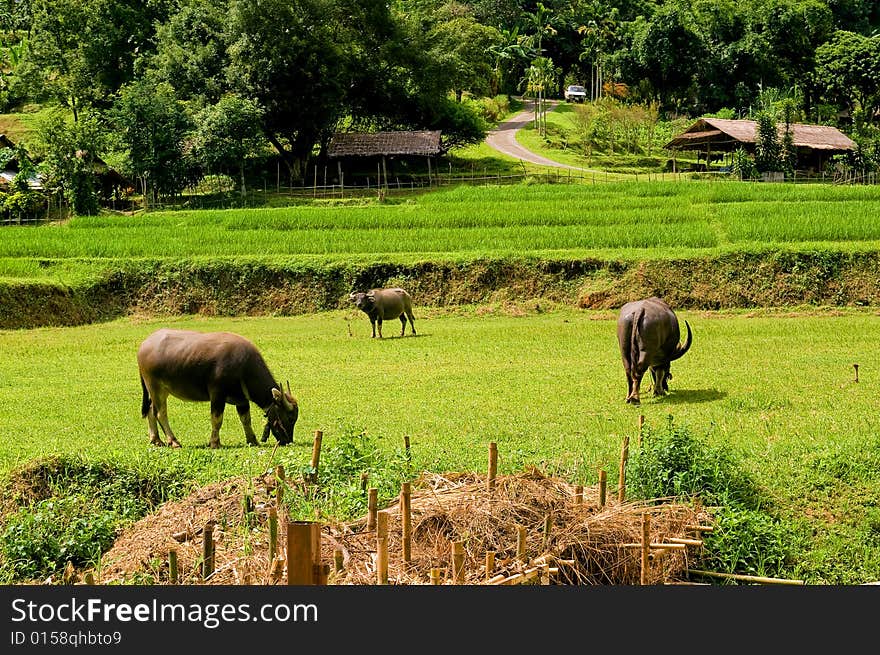 3 Buffaloes grazing in a farm on the countryside. 3 Buffaloes grazing in a farm on the countryside.