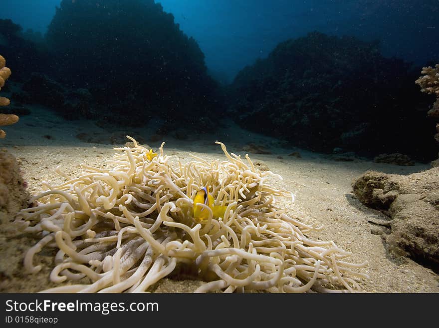 Haddon's anemone (stichodactyla haddoni) taken in the Red Sea.