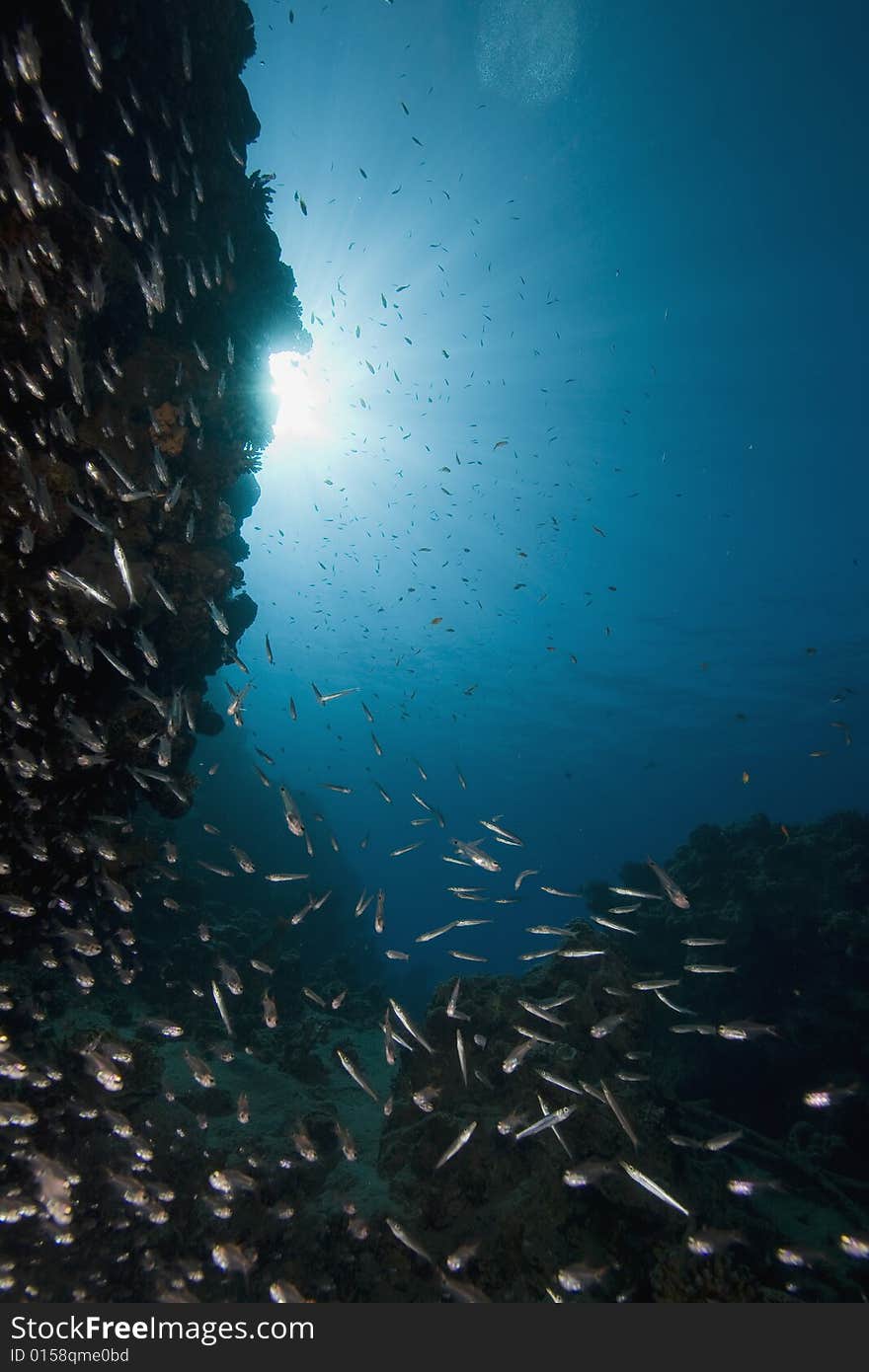 Coral and fish taken in the Red Sea.