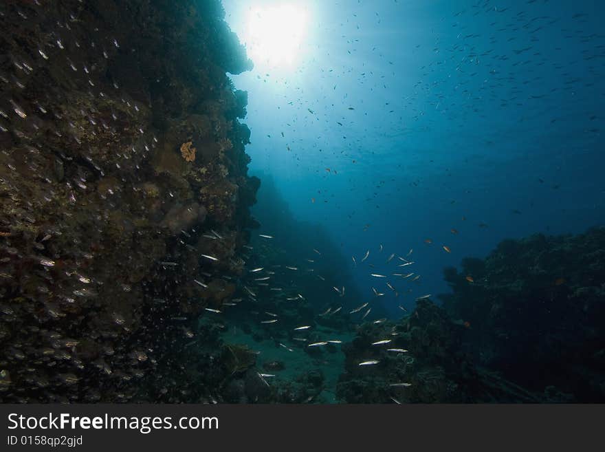 Coral and fish taken in the Red Sea.