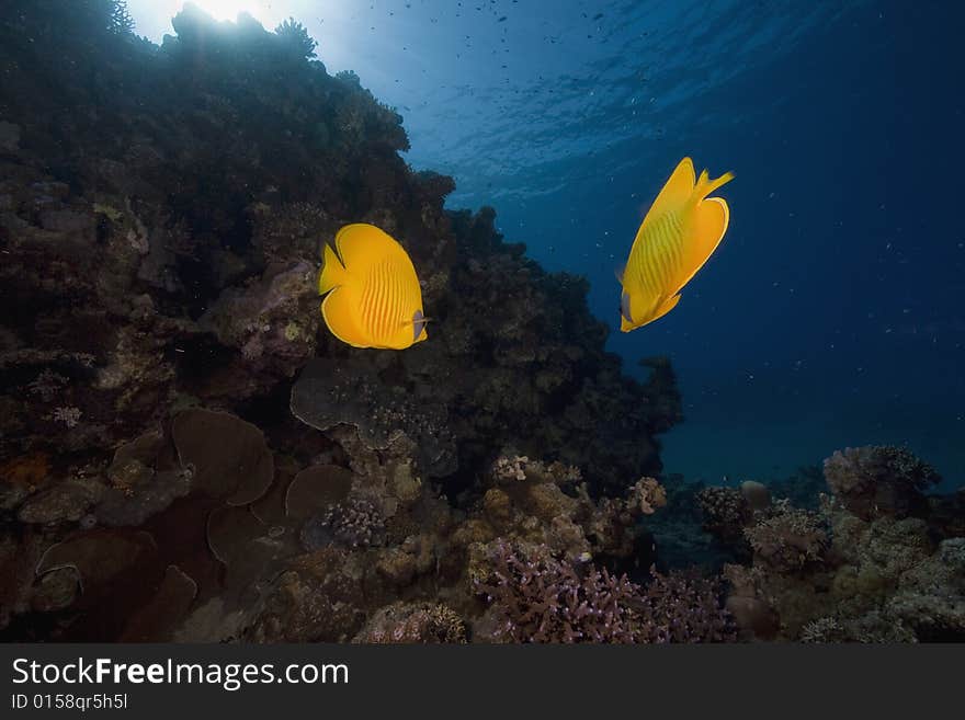 Masked butterflyfish (chaetodon larvatus) taken in the Red Sea.