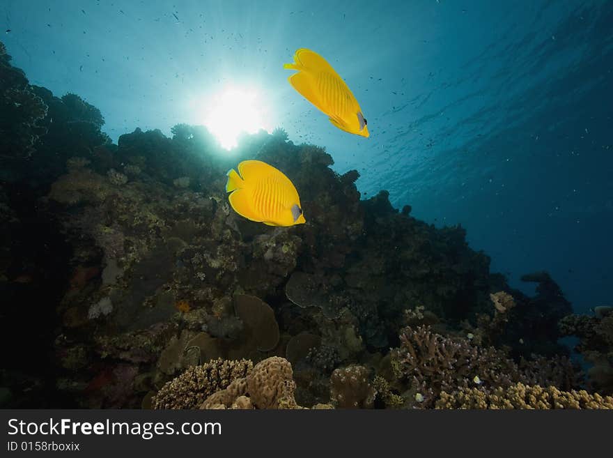 Masked butterflyfish (chaetodon larvatus) taken in the Red Sea.