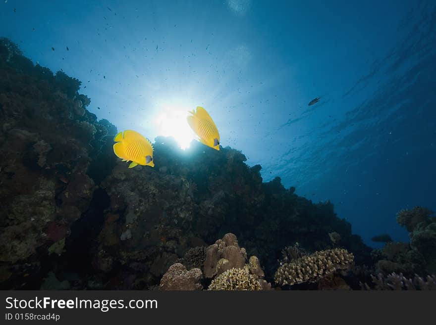 Masked butterflyfish (chaetodon larvatus) taken in the Red Sea.