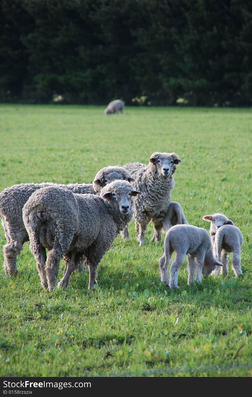 A Family of sheeps with their new born lambs looking at the camera.