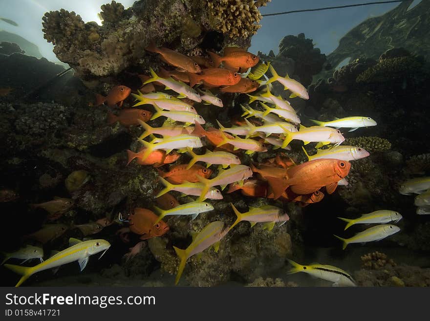 Coral and fish taken in the Red Sea.