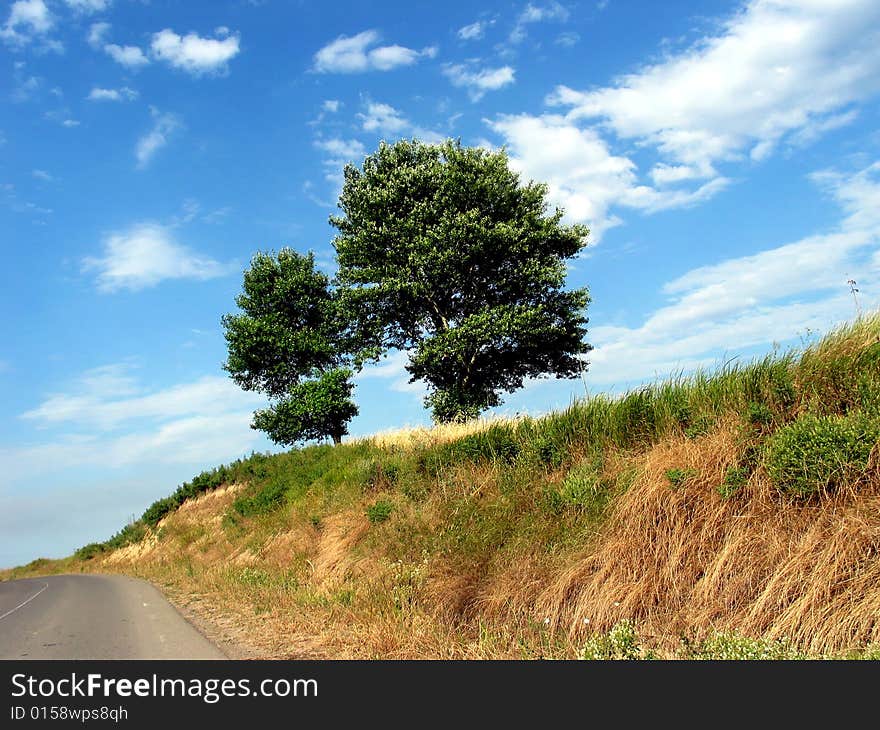 Trees on sky background,autumn