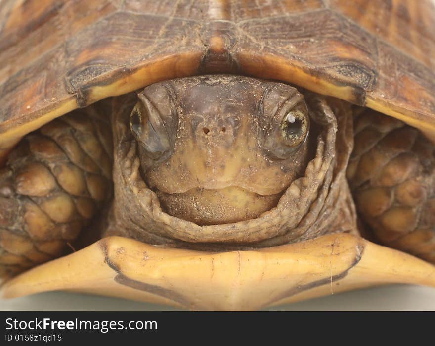 Closeup photo of a turtle coming out of its shell. Closeup photo of a turtle coming out of its shell.