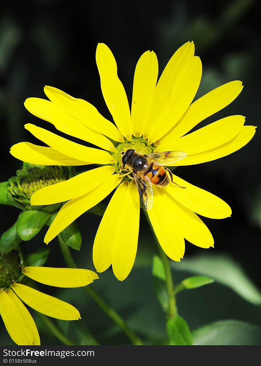 Busy bee and yellow mum flower