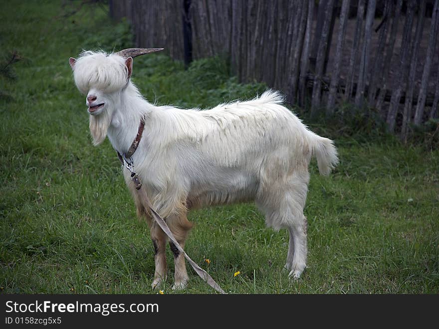 White Goat in the grass