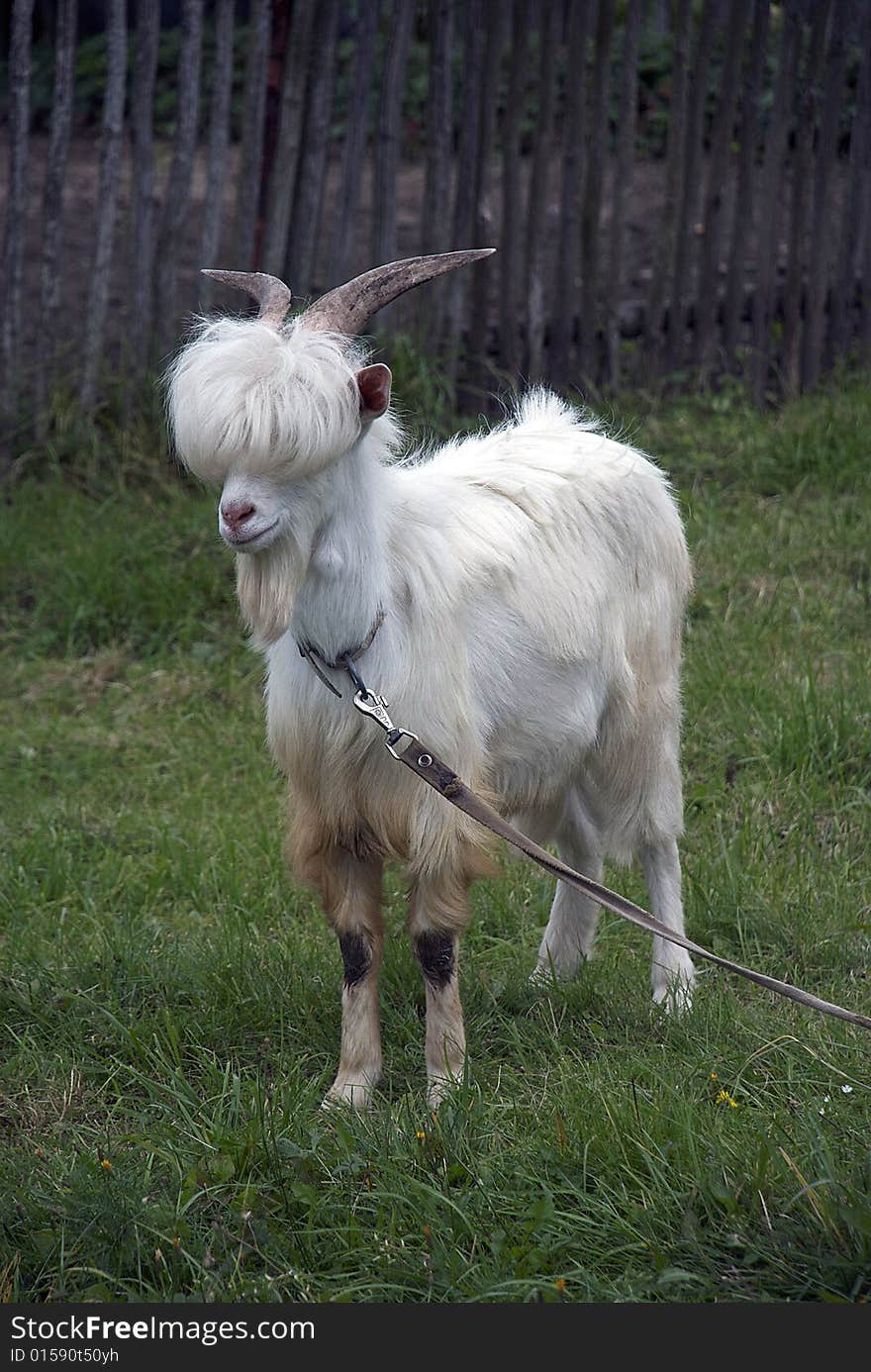 White Goat in the grass