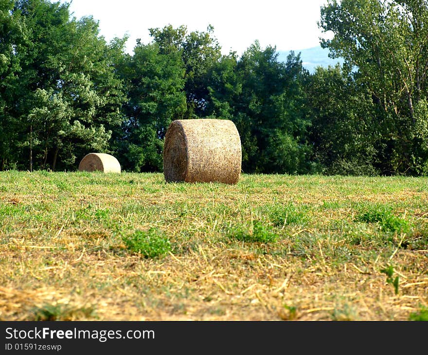 Hay's rools in a field in Tuscany. Hay's rools in a field in Tuscany