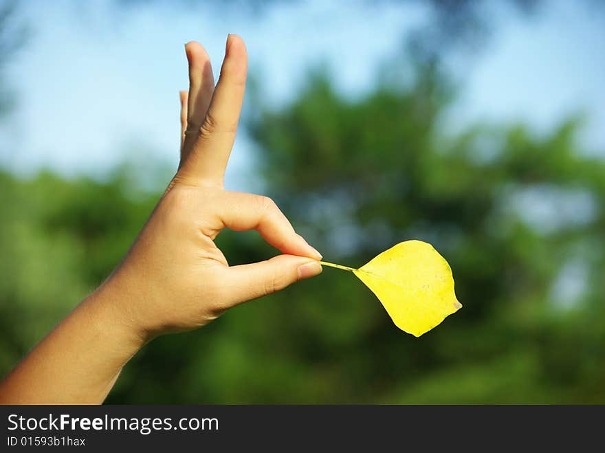 Yellow Leaves