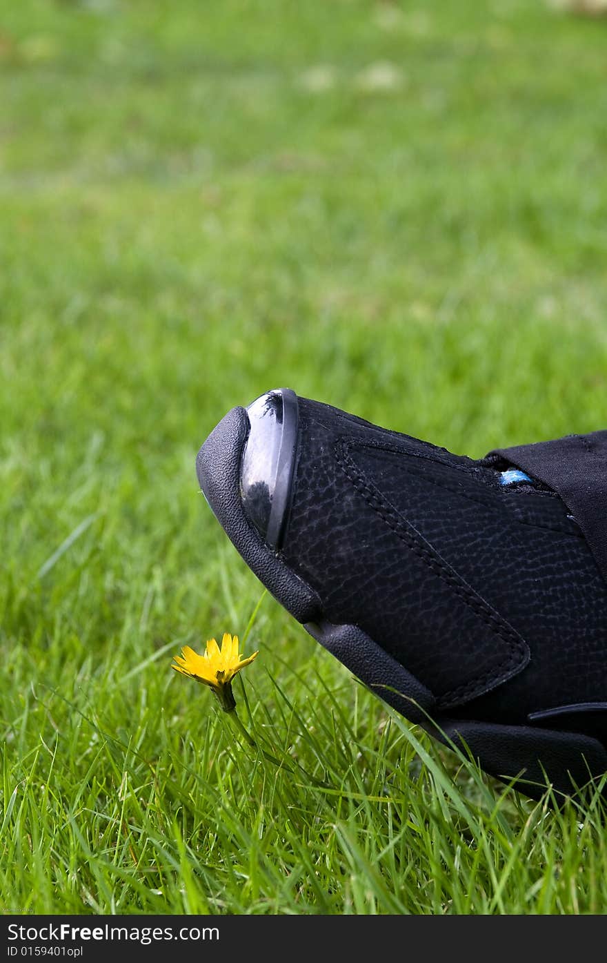 Human foot steps on a flower. Human foot steps on a flower