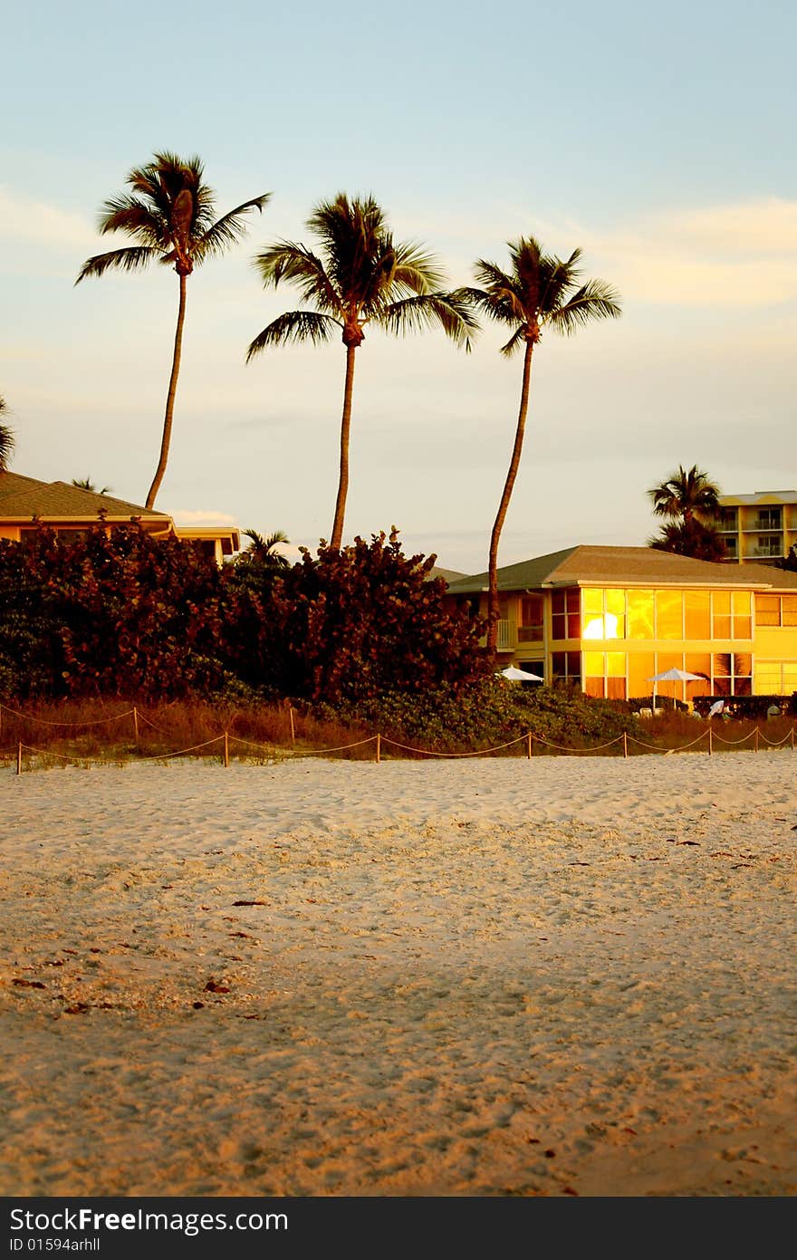 Palm trees on the beach