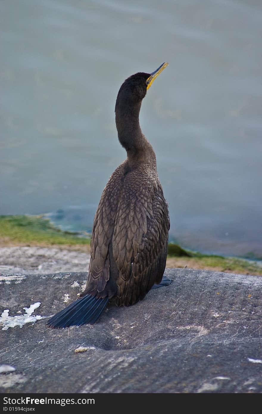 Double-crested cormorant (Phalacrocorax auritus) - drying wings on wall