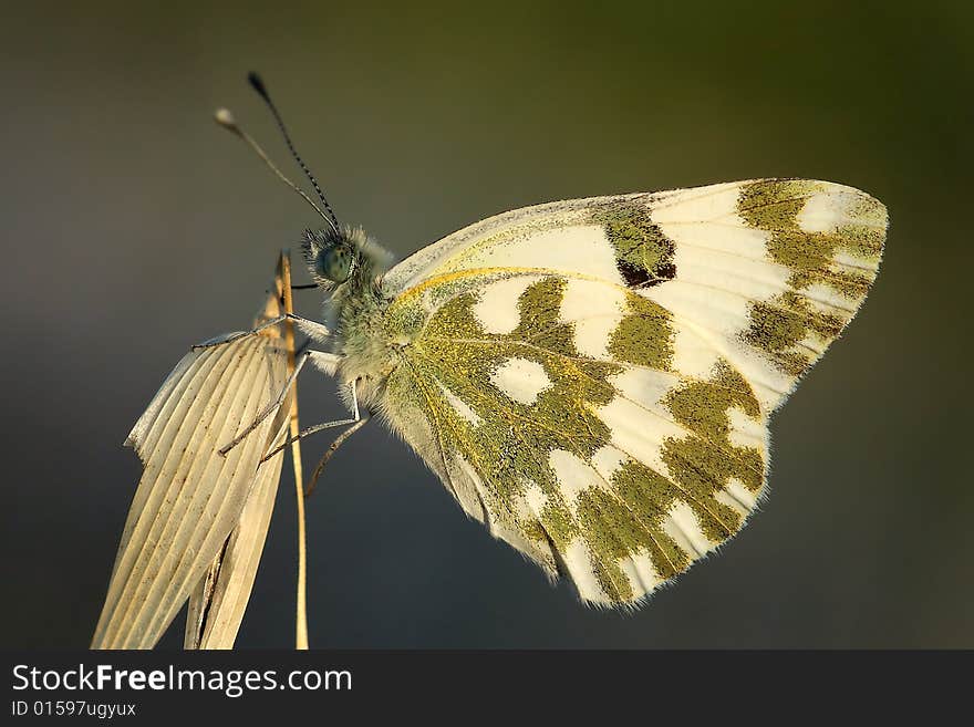 Butterfly on a dry stem