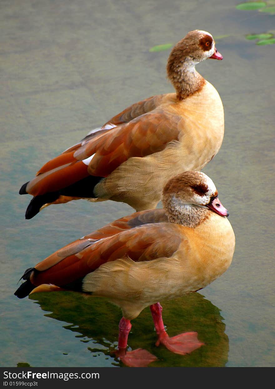 A wonderful image of tw gooses in the Arno river in Florence