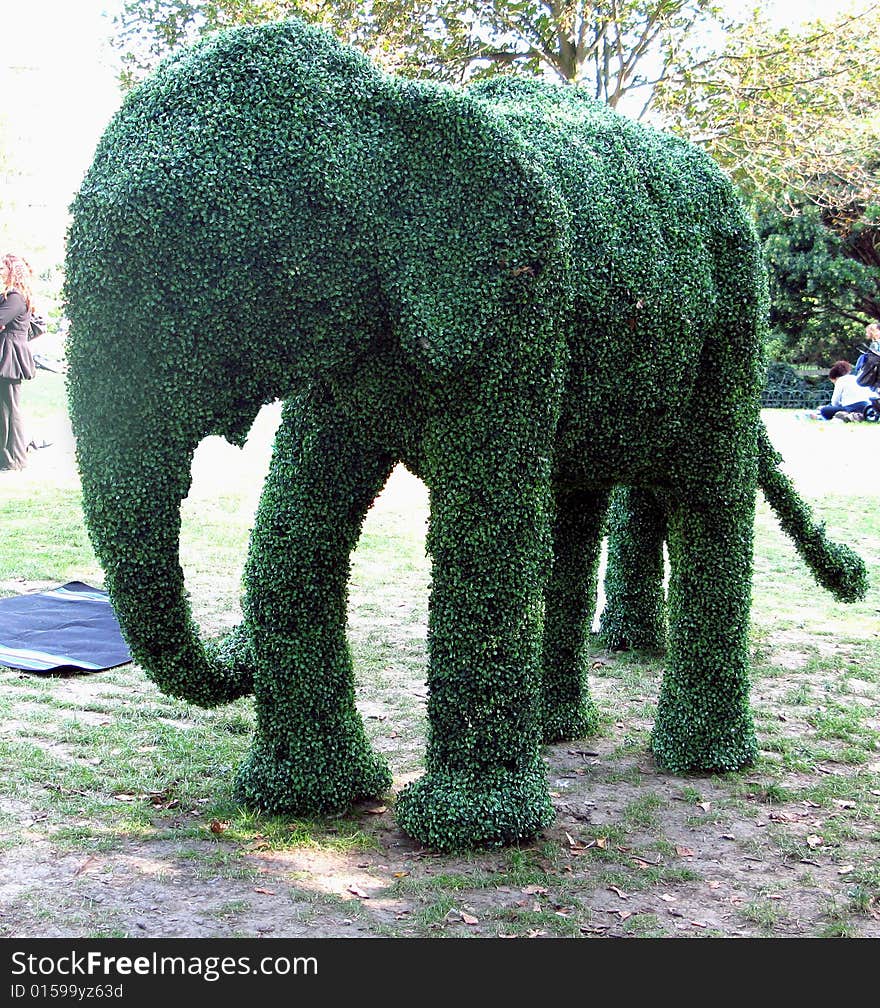 Elephant bush