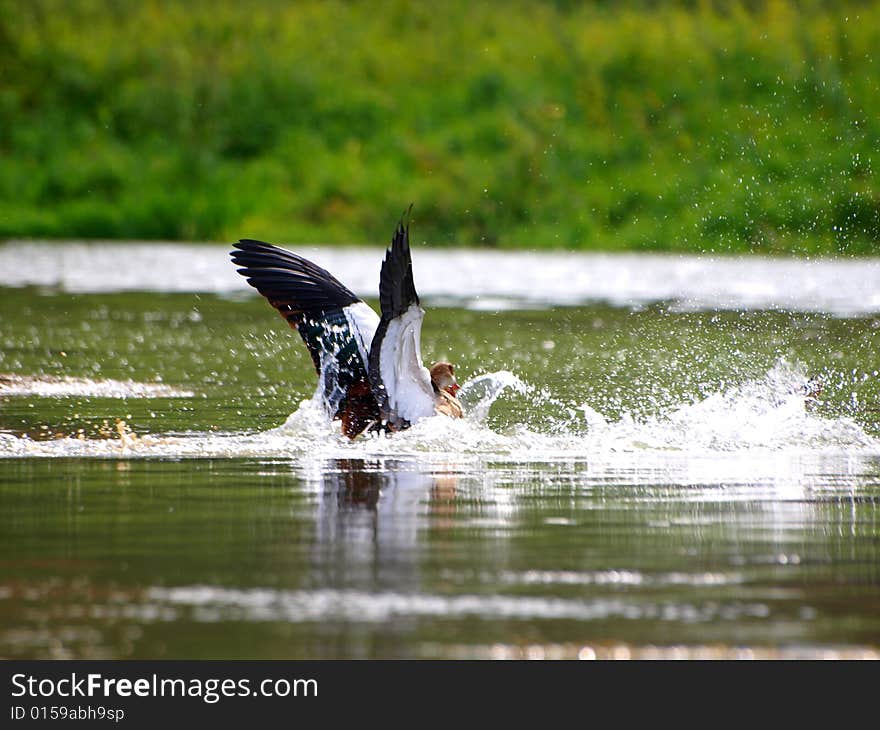 A wonderful shot of a crane splashing in the water of Arno river. A wonderful shot of a crane splashing in the water of Arno river