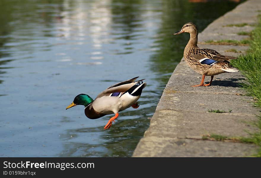 Two ducks taken on a pond in Prague. Two ducks taken on a pond in Prague