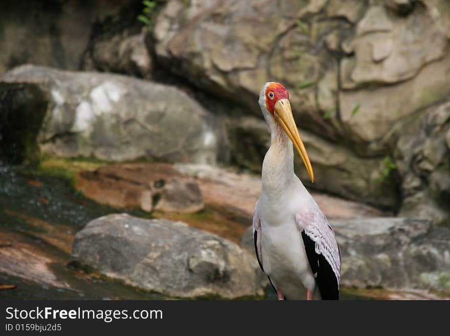 Cute white bird