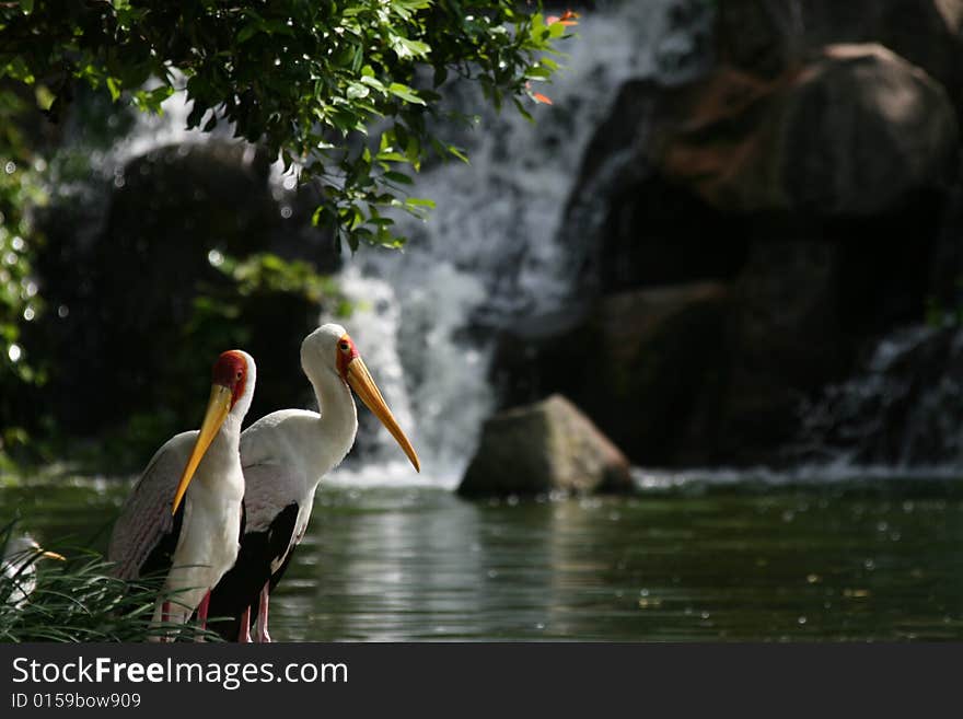 Cute white bird