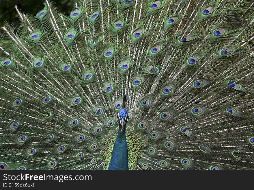 Cute peacock bird