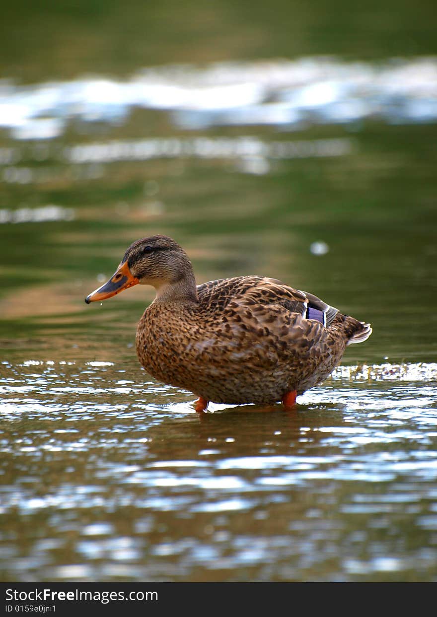 Duck takes a rest