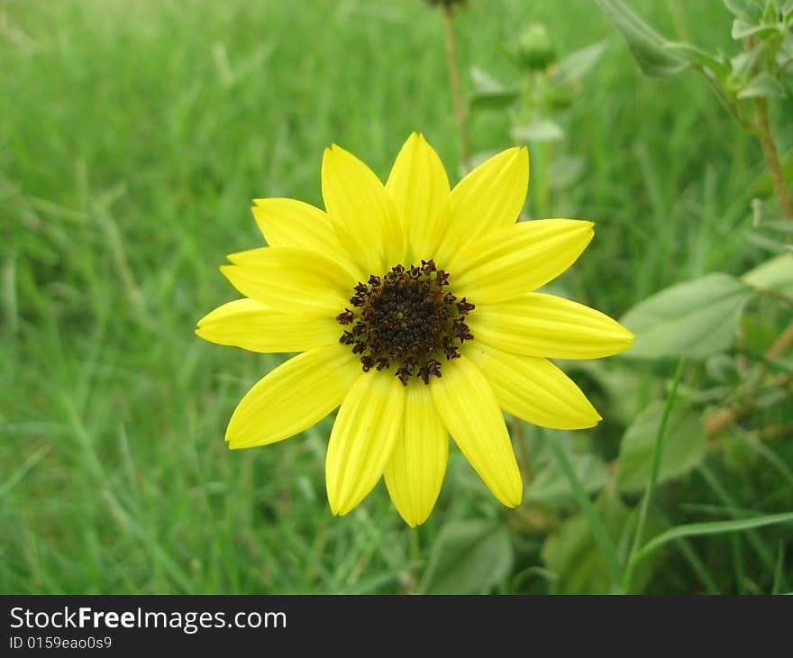 Yellow Sunflower