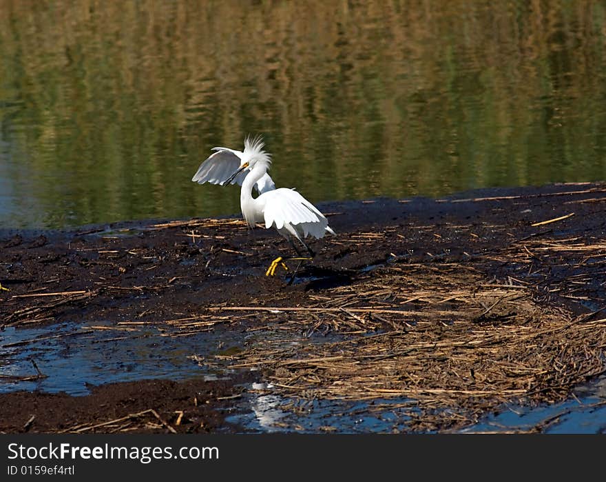 An Egret with wings spread and puffed up crown in a marsh.