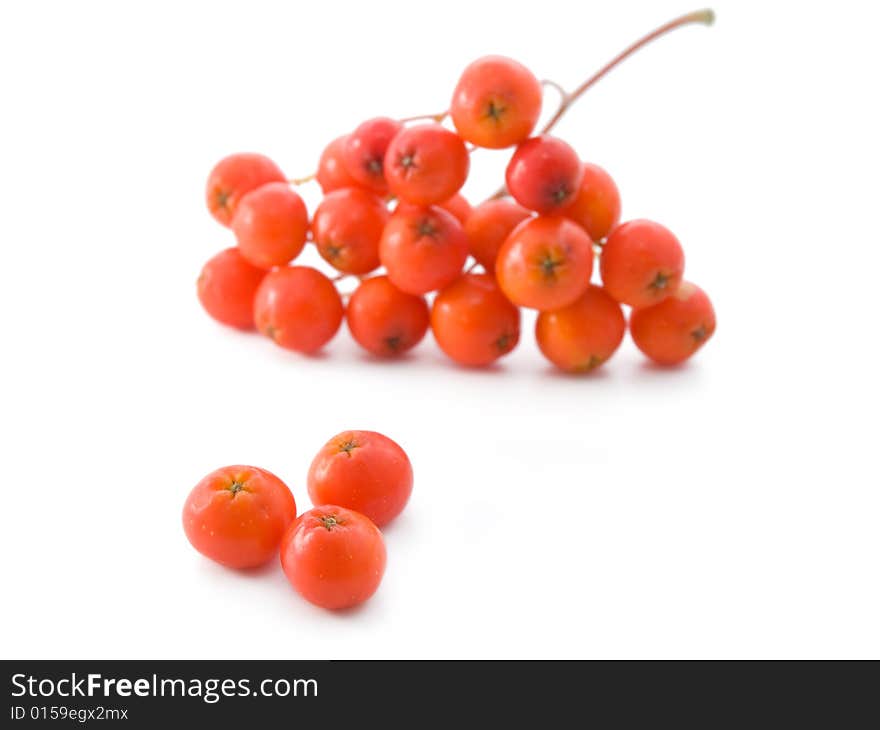 Bunch of red ashberries on white background. Bunch of red ashberries on white background.