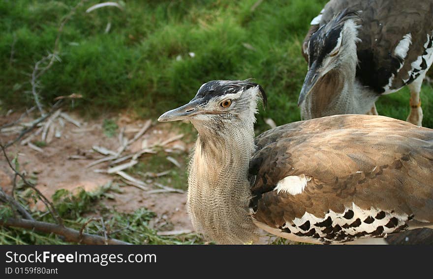 An African Bustard, Order Gruiformes, Family Otididae