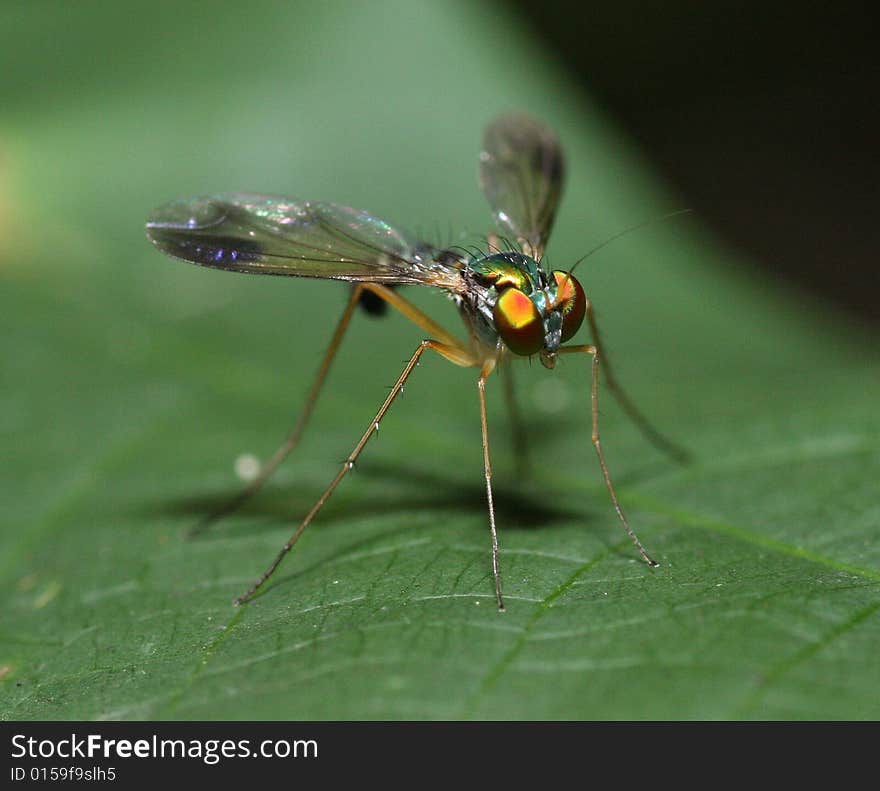 Robber fly