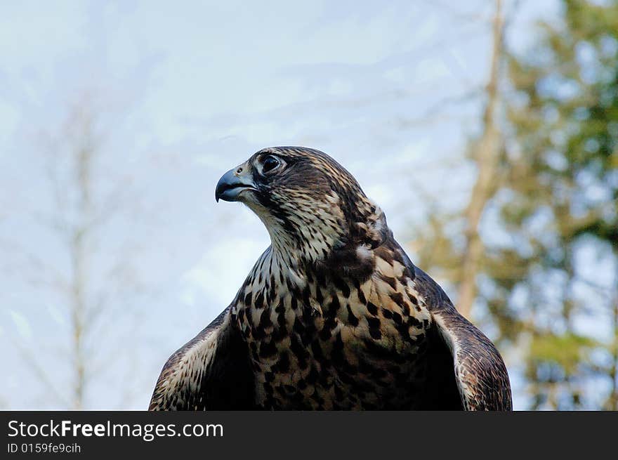 Portrait of Saker falcon female with sky as background