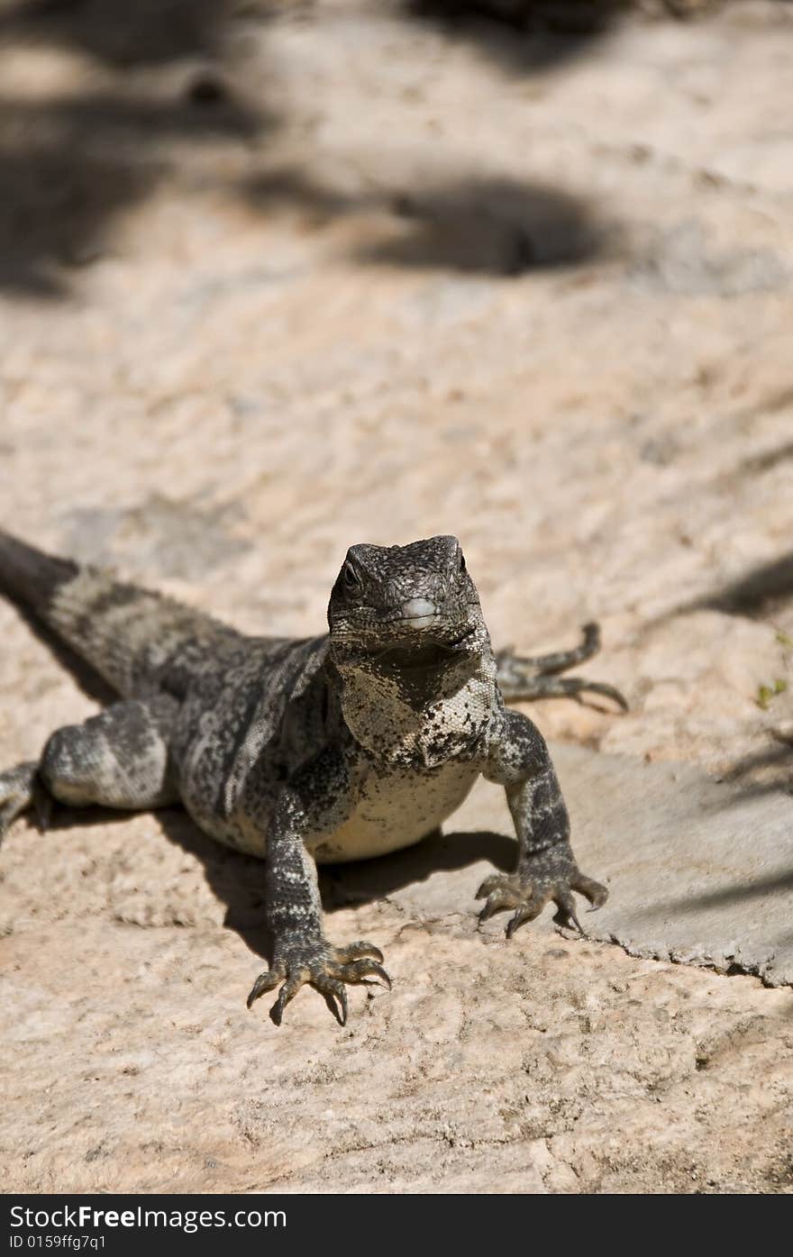 An iguana in Mexico resting on a rock.