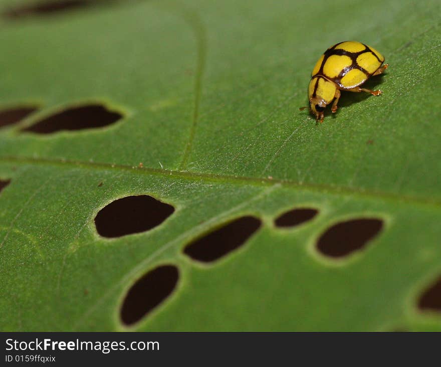 A view at a microscopic world of insect. A view at a microscopic world of insect