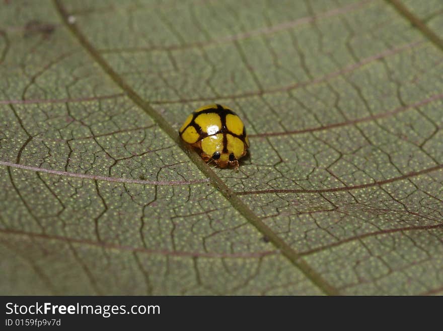 A view at a microscopic world of insect. A view at a microscopic world of insect