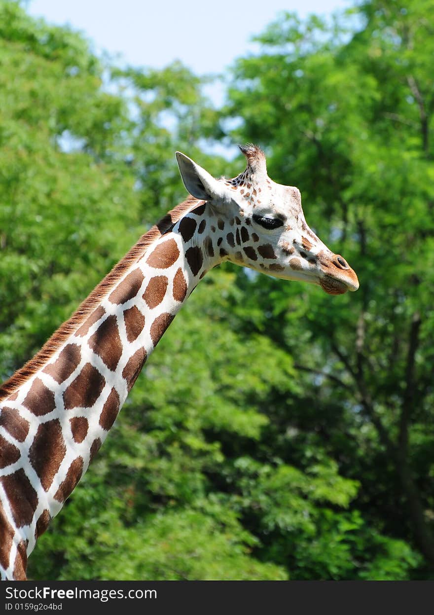 Giraffe walking near green trees