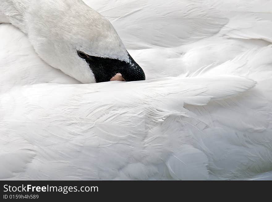 Swan detail