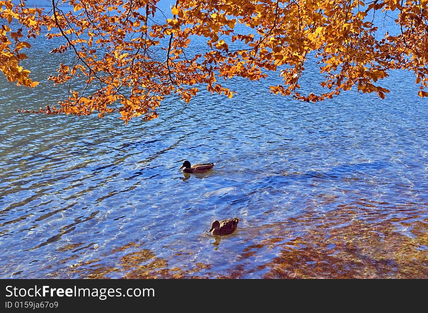 Autumn scene - Ducks on Lake Bohinj - Slovenia. Autumn scene - Ducks on Lake Bohinj - Slovenia