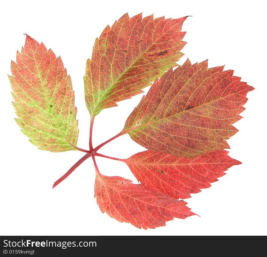 The autumn grape leaf on white background