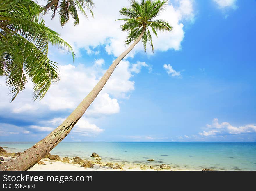 View of nice tropical empty sandy beach with some palm. View of nice tropical empty sandy beach with some palm